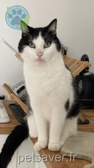 chat reunited 29750 Loctudy Loky