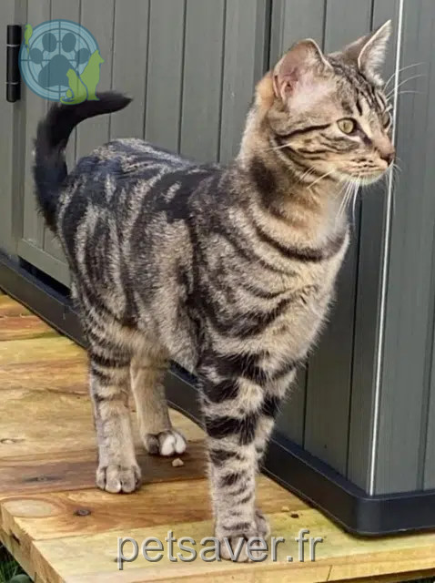 chat reunited 29000 Quimper Lucky