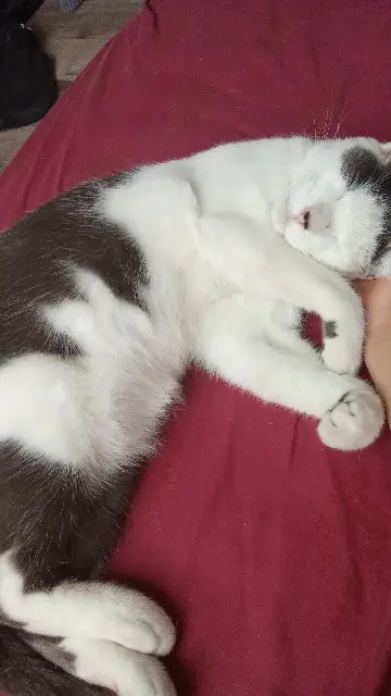 chat reunited   29800 Plouédern Luffy