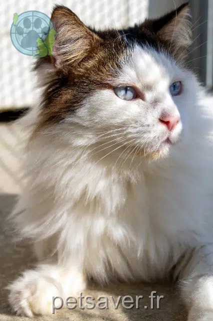 chat reunited 29420 Plouénan Lumos