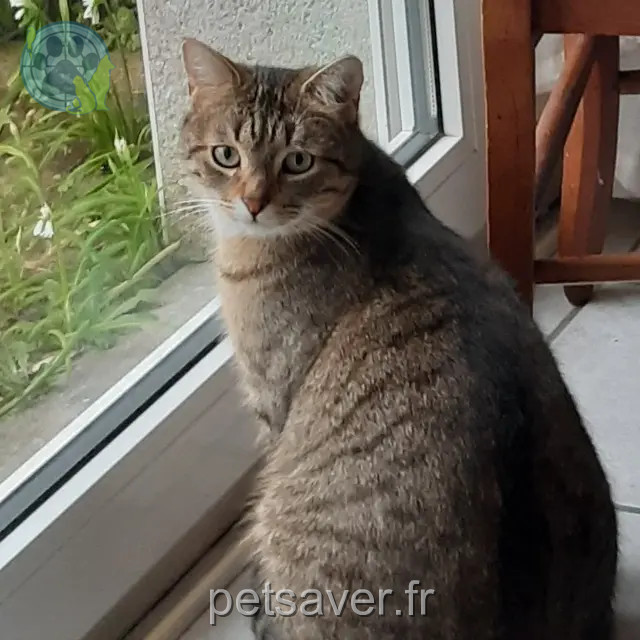 chat reunited   29290 Saint-Renan Malo