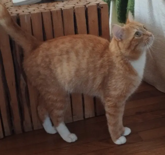 chat reunited   29770 Audierne MILTON