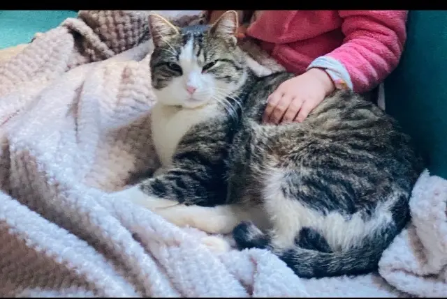 chat reunited   29940 La Forêt-Fouesnant Opi