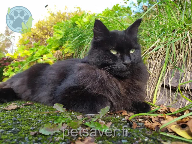 gato reunited 29300 Quimperlé Pepsi
