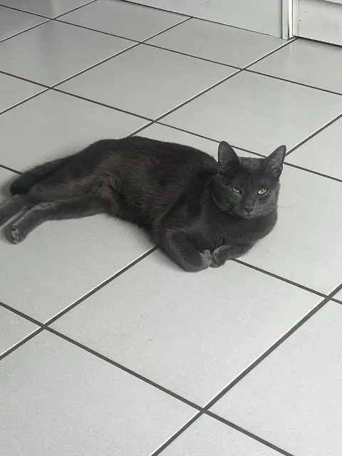 chat reunited   29700 Plomelin Perle