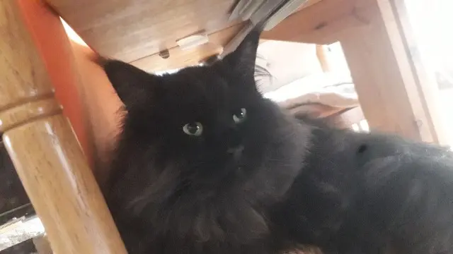 chat reunited   29000 Quimper Potter