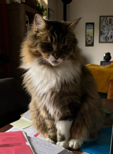 chat reunited   29000 Quimper Pyrame