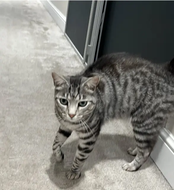 chat reunited   29260 Lesneven RAFAEL