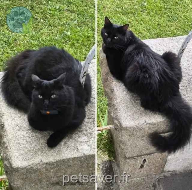 chat reunited   29950 Bénodet Raven