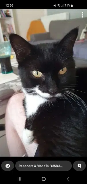 chat reunited   29000 Quimper Regliisse