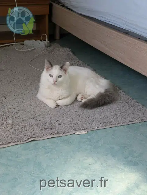chat reunited   29380 Bannalec Rocket