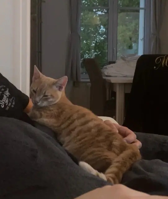 chat reunited   29490 Guipavas Rocky