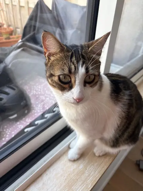 chat reunited   29120 Pont-l'Abbé Sherlock