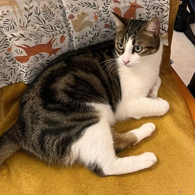 chat reunited   29120 Pont-l'Abbé Sherlock