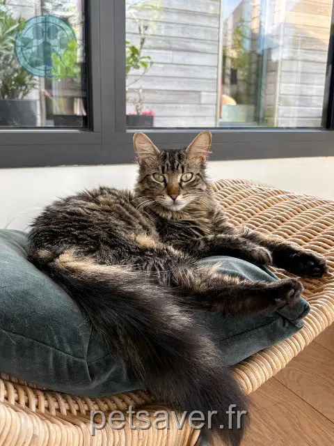 chat reunited 29900 Concarneau Sun