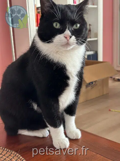 chat reunited 29000 Quimper Sunday