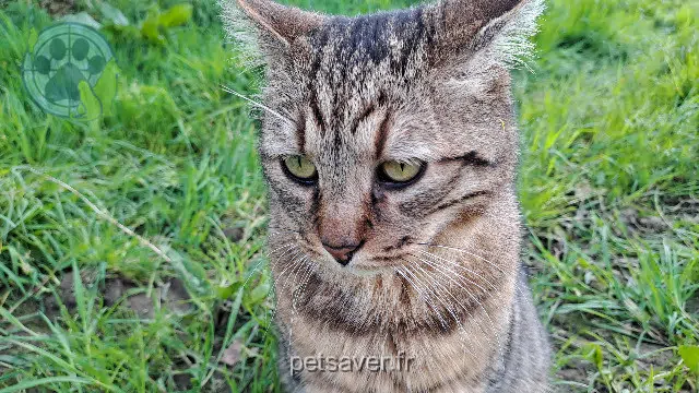 chat reunited   29700 Pluguffan Sésame