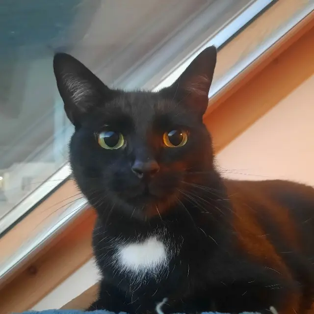 chat reunited   29910 Trégunc Thatch