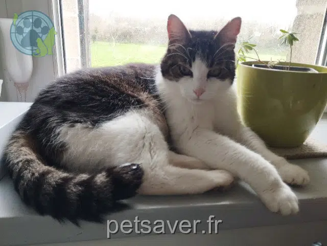chat reunited 29170 Fouesnant Titi