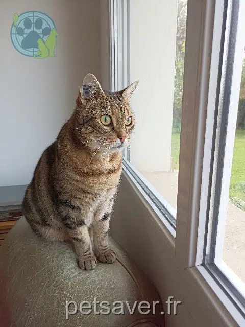 chat reunited 29250 Santec Trésor