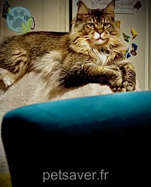 chat reunited 29720 Plonéour-Lanvern Ultron