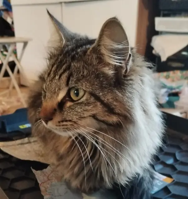 chat reunited   29460 Hanvec Uno