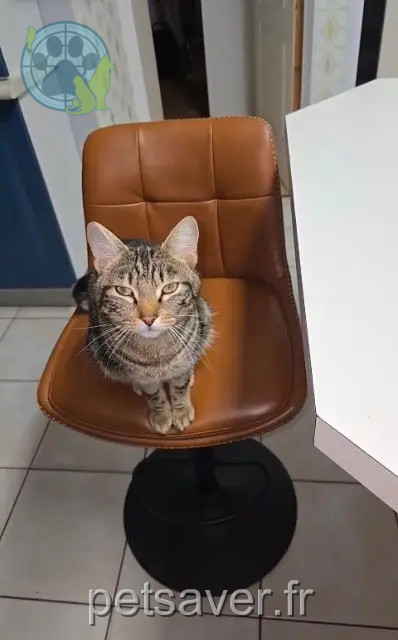 chat reunited   29800 Landerneau Urus