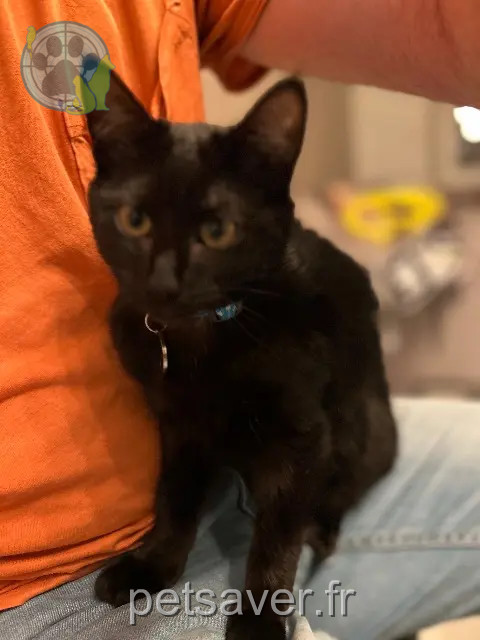 chat reunited   29830 Ploudalmézeau Victor