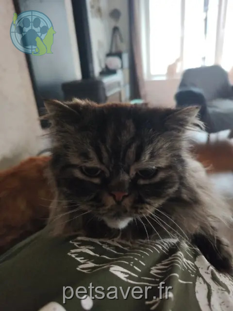 chat reunited   29260 Plouider Yoda