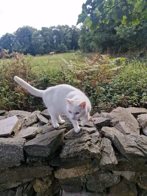 chat reunited   29800 Landerneau Youzou