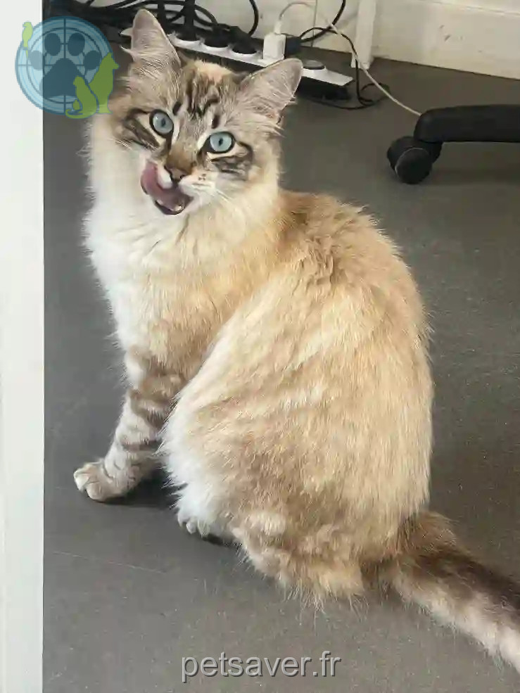 Chat Trouvé 2A Corse-du-Sud Ajaccio - Beige Chat Trouvé 2A Corse-du-Sud Ajaccio - Beige