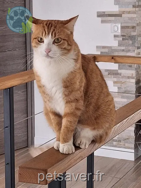 chat reunited   20167 Peri Oscar