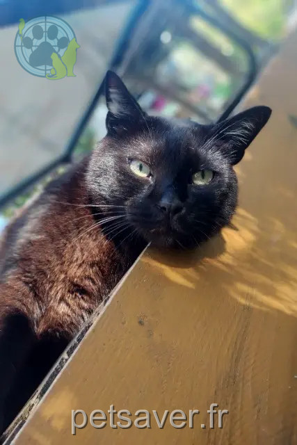 chat reunited 20219 Vivario Bobby