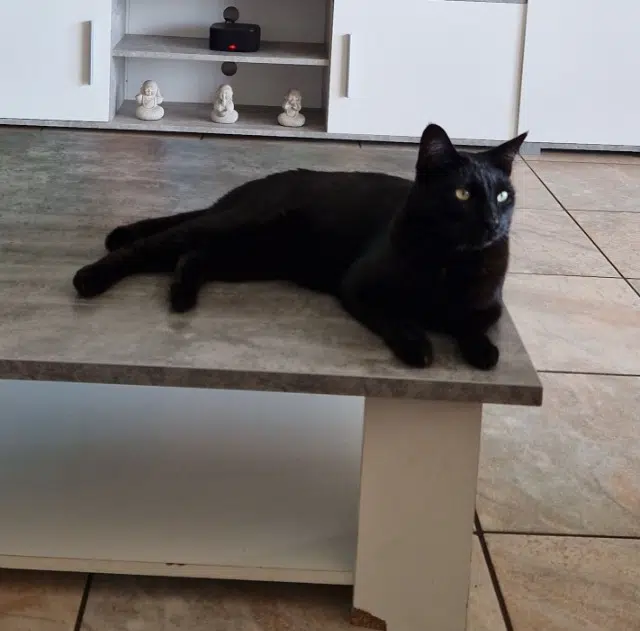 chat reunited   20620 Biguglia Lucifer