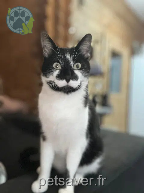 chat reunited 30700 Arpaillargues-et-Aureilhac Neo