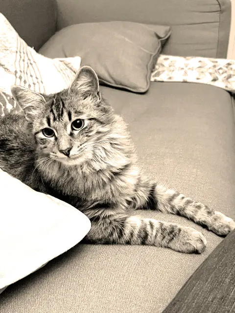 chat reunited   30100 Alès Cahuet