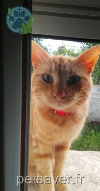 chat reunited   30320 Marguerittes Cannelle