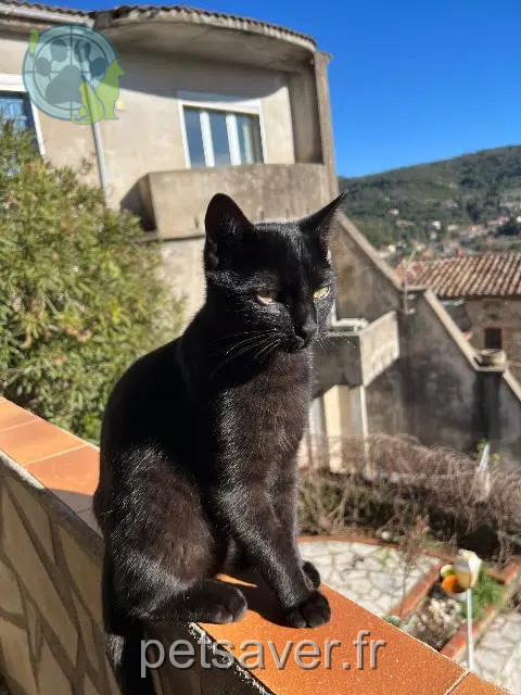 cat reunited   30500 Saint-Brès Floki