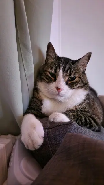 chat reunited   30133 Les Angles Frite