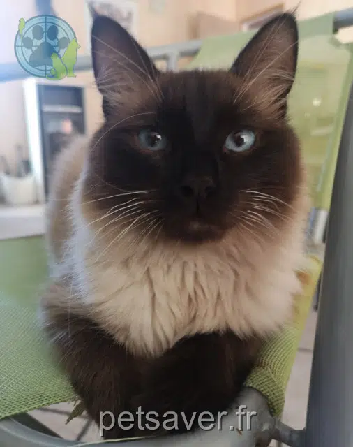 chat reunited 30300 Beaucaire Groot