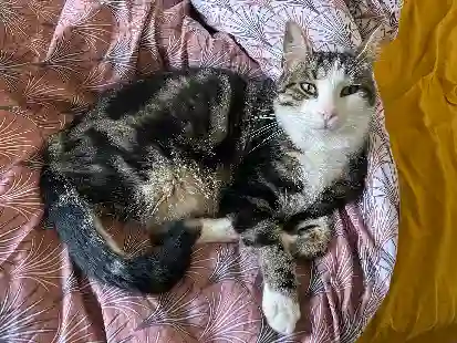 Chat Perdu 30 Gard - Gus Chat Perdu 30 Gard - Gus