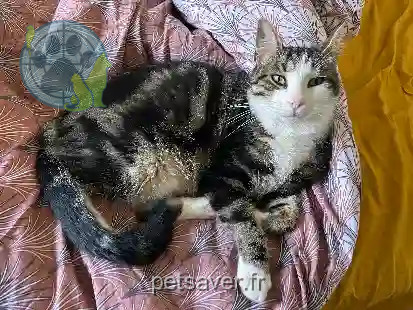 Chat Perdu 30 Gard - Gus Chat Perdu 30 Gard - Gus