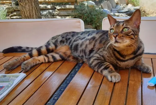 chat reunited   30250 Aujargues Heaven