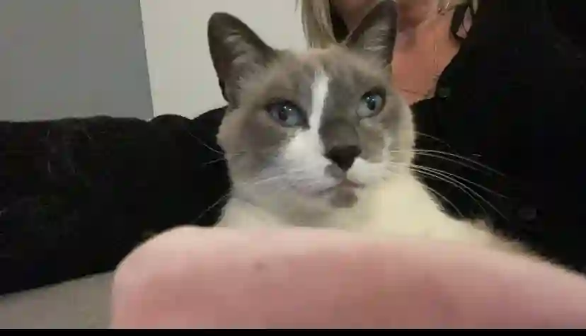 Chat Trouvé 30 Gard - Hermès Chat Trouvé 30 Gard - Hermès