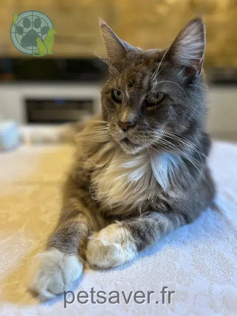 chat reunited   30700 Blauzac Jules