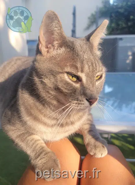 chat reunited   30114 Nages-et-Solorgues Kays