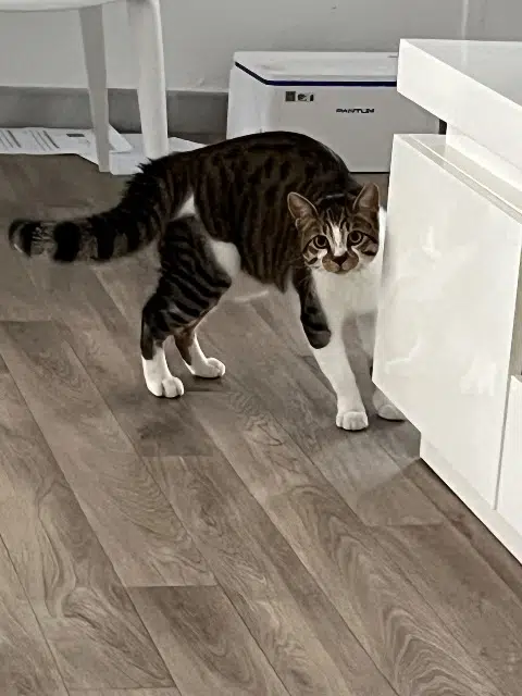 chat reunited   30290 Laudun-l'Ardoise Ninou