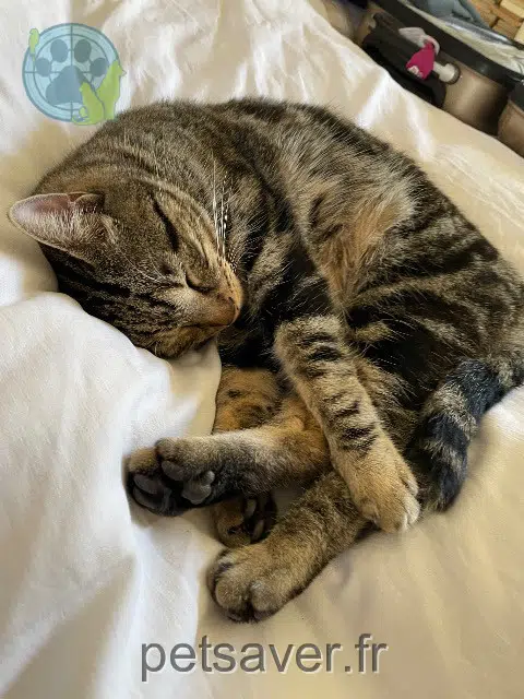 chat reunited   30580 Bouquet Marceau