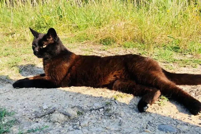 chat reunited   30670 Aigues-Vives Marley