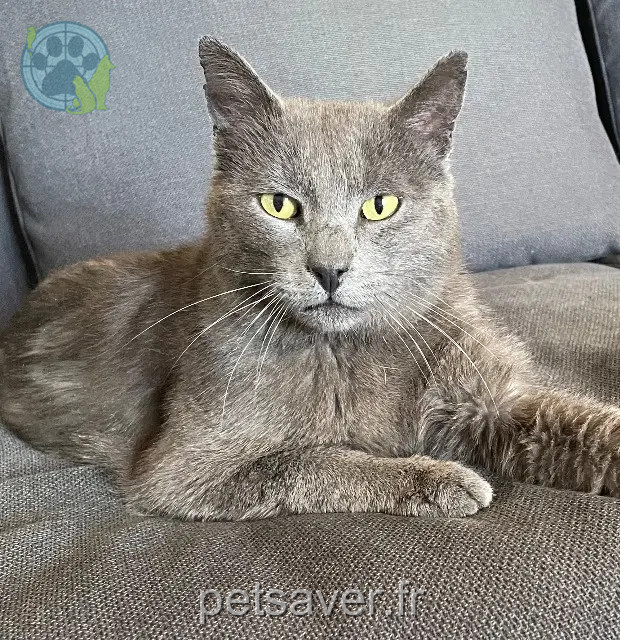 cat reunited 30126 Tavel Minoucha